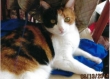 Especially Loving, Beautiful Calico